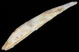 Hybodus Shark Dorsal Spine - Cretaceous #73118-1